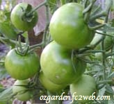Compost Tomato