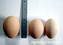 バンタムの卵