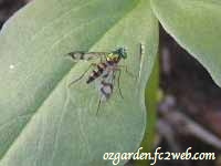 Longleggedfly